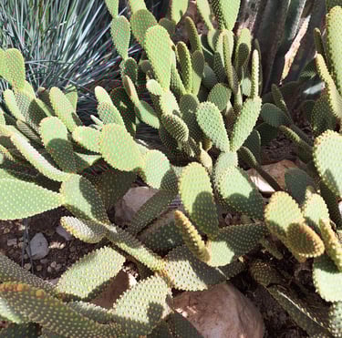 multiple small Bunny Ear cacti