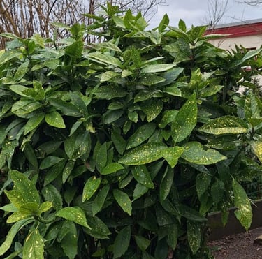a big Aucuba bush with dark green leaves