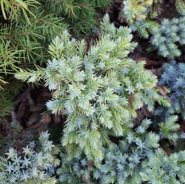 a small white-green Japanese Cedar Bush