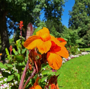 a bright orange Canna in a vegetative space