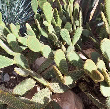 multiple small Bunny Ear cacti