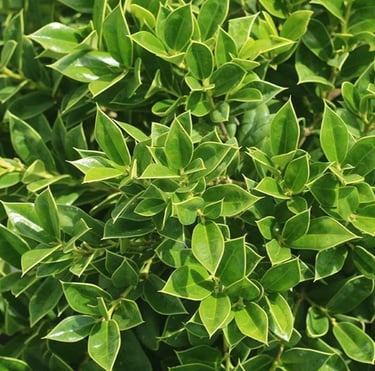 the sharp Carissa Holly leaves 