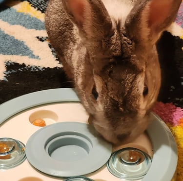 Ensure Pet Care, In-home pet sitting for rabbits at Bethesda