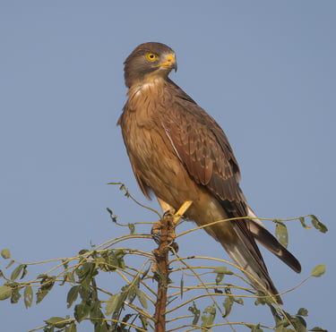 Foto van een Grasshopper Buzzard, een middelgrote roofvogel met een lichtbruine verenkleed en een vo