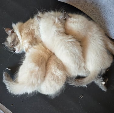 Color Point Siberian kittens and momma