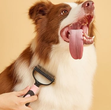 Un Border Collie marrón y blanco siendo arreglado con una carda.