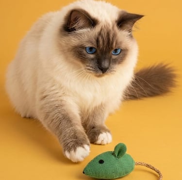 Un gato Ragdoll esponjoso con ojos azules juega con un ratón de juguete verde.