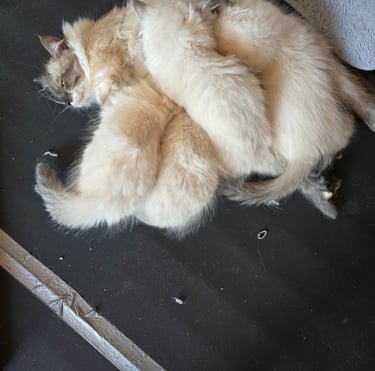 Color Point Siberian kittens and momma