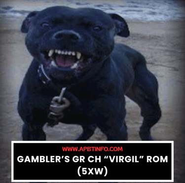 Gamblers GR CH Virgil ROM 5XW APBT ORIGINAL
