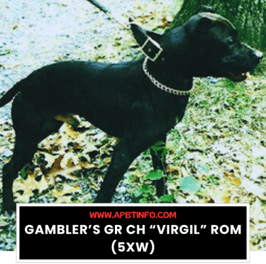 Gamblers GR CH Virgil ROM 5XW APBT GAME DOG