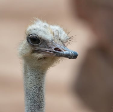 Exp Virtual Jose Ferri II - 2