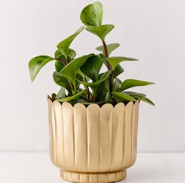planter pot