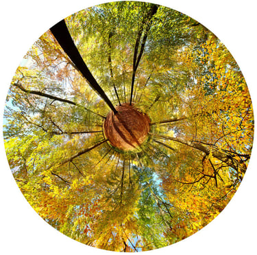 forest nature spirit a tree in a circle meditation