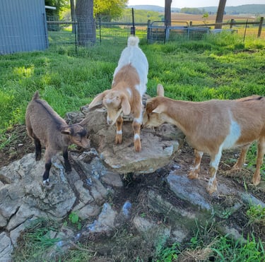 Fainting Goat Kids on Rock near Pennsylvania Farm