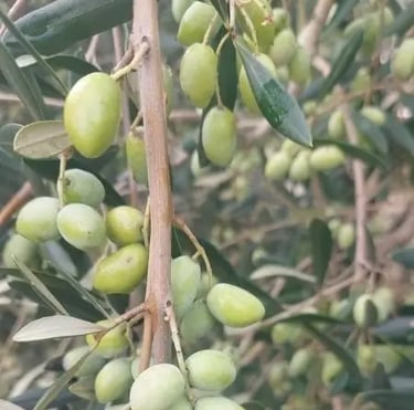 Ramură cu măsline verzi soi Lianolia în livada OLOI din Grecia, pregătite pentru presare la rece.