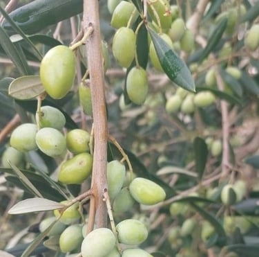 Ramură cu măsline verzi soi Lianolia în livada OLOI din Grecia, pregătite pentru presare la rece.