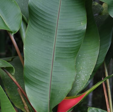 jardines tropicales