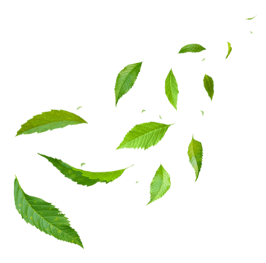 image of green leaves floating in the air