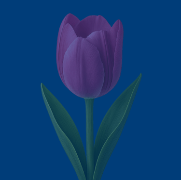 texas tulip