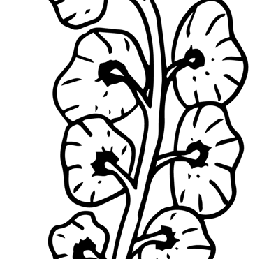 Illustrations
