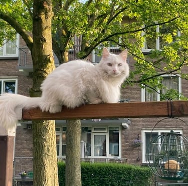 kat vriendelijk trimmen