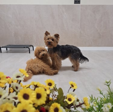 perros cachorros jugando en una guardería canina