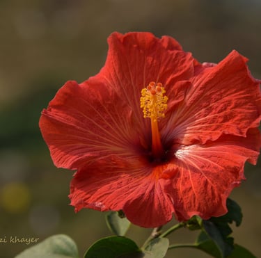 Picture of a red hibiscus rosa-sinensis-joba in Bengali.