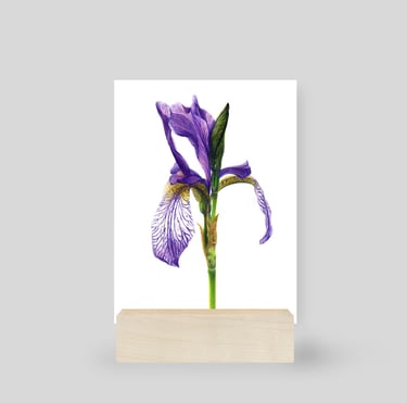 Siberian Iris mini print