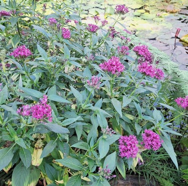 an Egyptian Starcluster bush with pink blooms