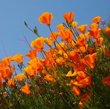 a lot of orange California Poppy flowers
