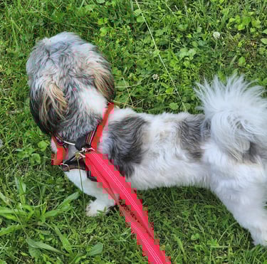 dog walking Ensure pet care pet sitter bonded and insured in washington , dc