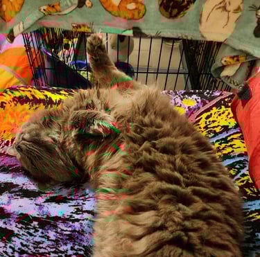 Stress-free cat care while you're away, Ensure Pet Care