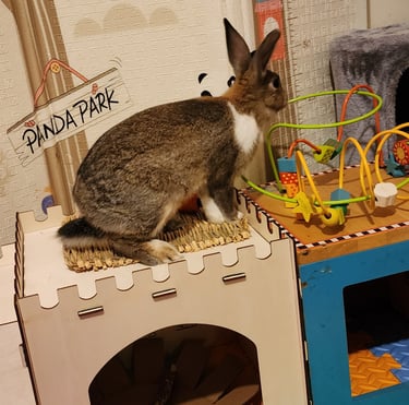 Ensure pet care pet sitter pet sitter insured in Aspen Hill, 20906