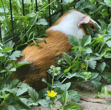 Ensure pet care pet sitter bonded and insured in wheaton, MD