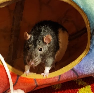 Ensure Pet Care, Exotic pet sitting near Silver Spring