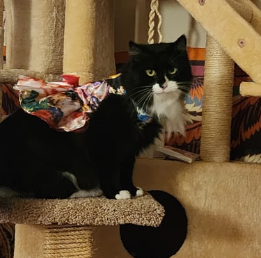 Ensure pet care pet sitter licensed bonded in Aspen Hill, MD