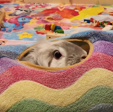 Ensure pet care  pet nanny insured in Maryland, near Washington, dc