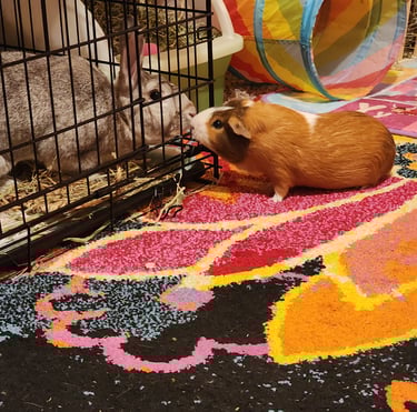 Ensure Pet Care, In-home pet sitting for Guinea Pigs at South Kensington