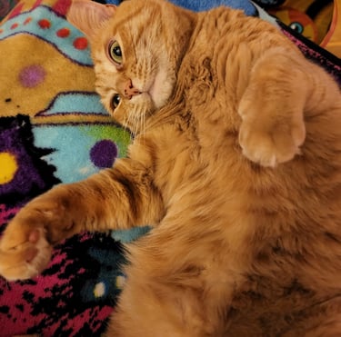 Ensure Pet Care, Responsible cat sitter in Silver Spring, MD