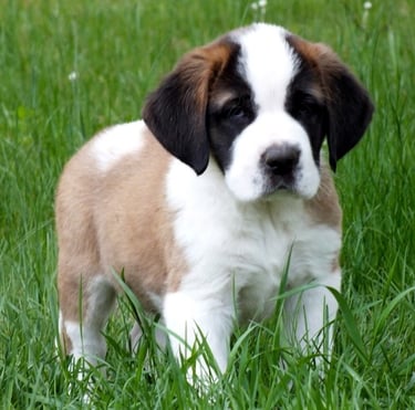 Saint Bernard puppies