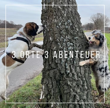 two dogs playing with each other on a tree