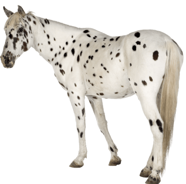 Ostéopathie sur cheval