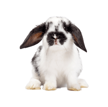 Ostéopathie sur NAC et lapin