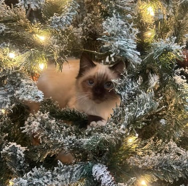 seal point ragdoll kitten seal point ragdoll cat blue eyed ragdoll cat