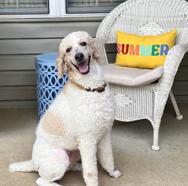 Gemma poodle with summer pillow