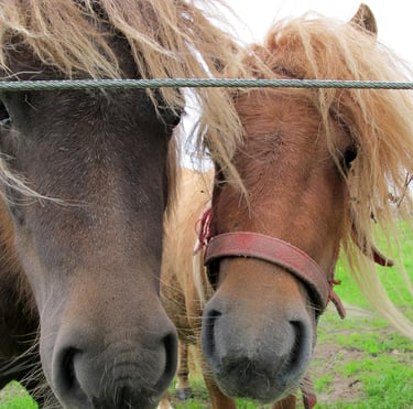 Dwa końskie łby z rozwianymi na wietrze grzywami, przytulone do siebie. 