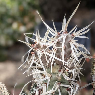 a South American Paper Spline cactus