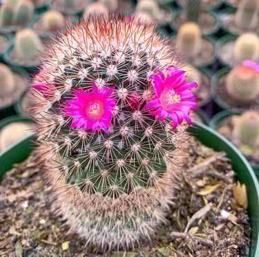 one small and round Spiny Pincushion Cactus