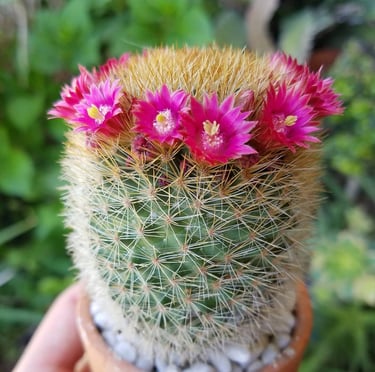 One flowering Crown Cactus in a pod