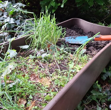 multiple weeds and herbs growing in soil